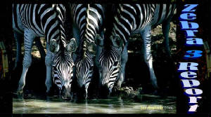 zebrathreereport3inrow.jpg